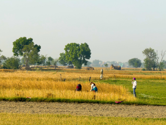 Nature Walk Dhanauri