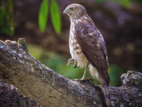 Okhla Nature Walk Booking