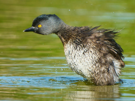 Pune Bird Walks