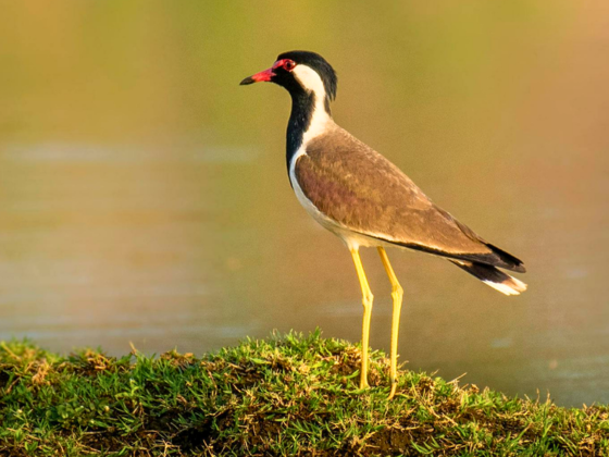 Pune Nature Walks