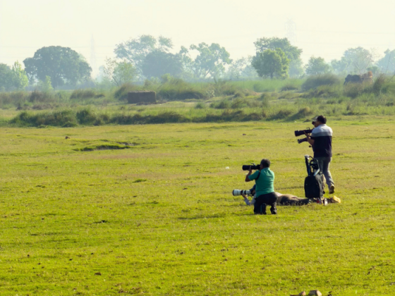 Wetland Birding Walks