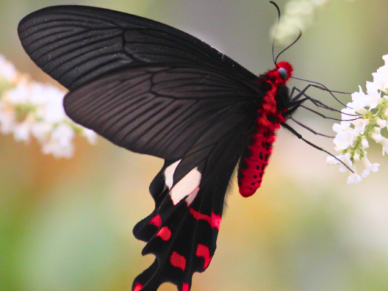 Wildlife In Pangot