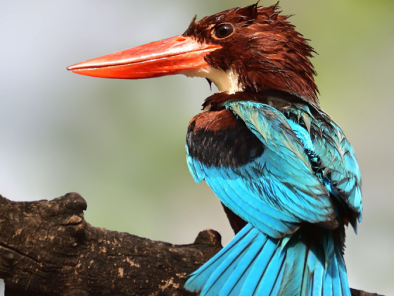 bird-walks-in-ahmedabad