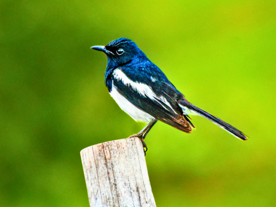 bird-watching-ahmedabad