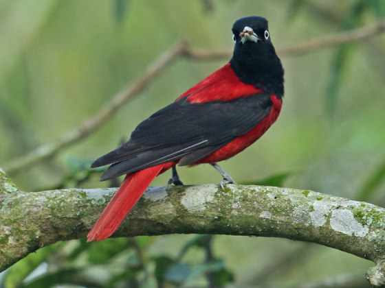 birding of himalayan