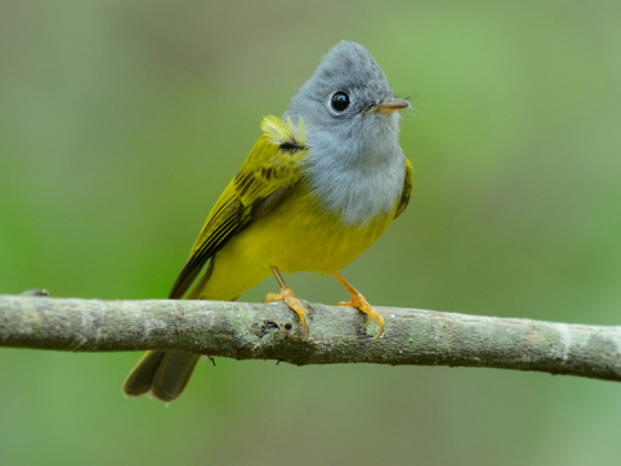 birds of himalayan