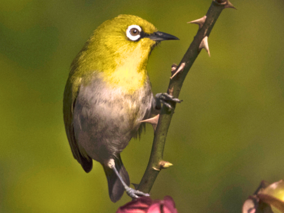 birds-of-gir