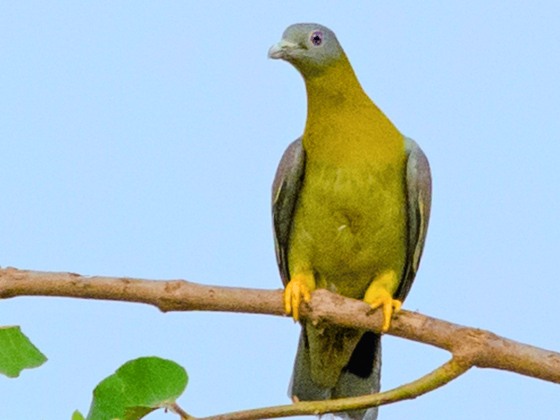 birds-of-sunder-nursery