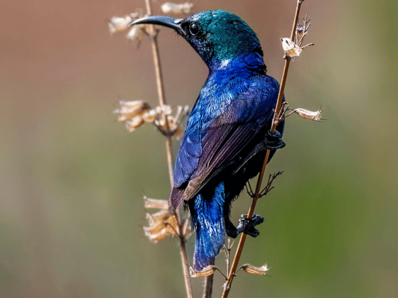birds-of-sunder-nursury