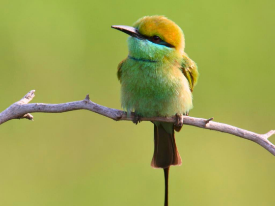 delhi-bird-walks