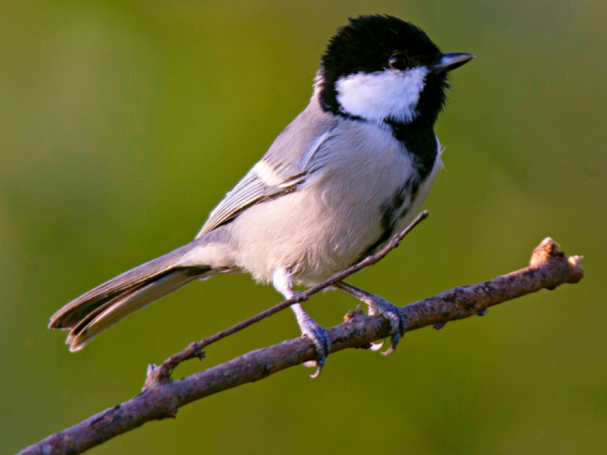 earth-walks-in-gir-birding-lodge