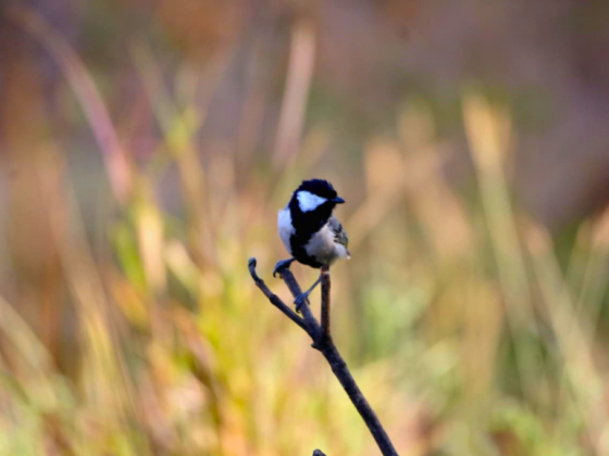 gir-birding-lodge-walks