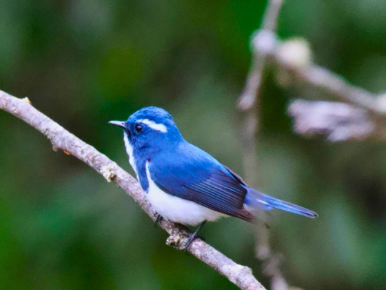 pangot-birding-earth-walks