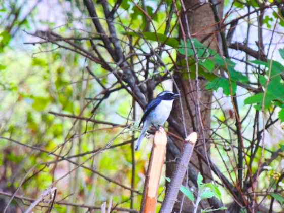 pangot-wildlife-earth-walks