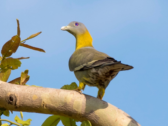 wildlife-walks-gujarat