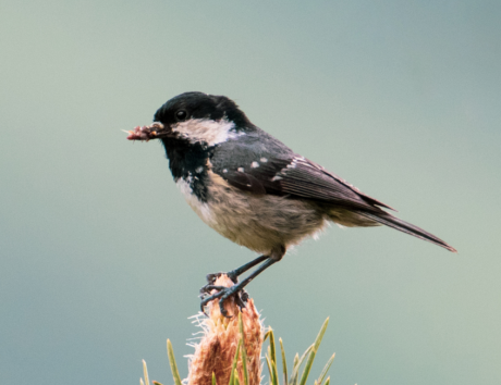 Bird Photography Pangot