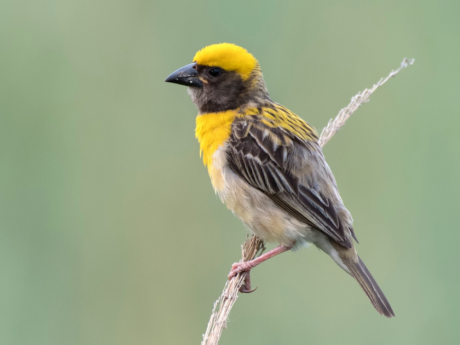 Bird Watching Dhanauri