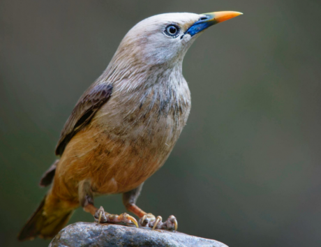 Birding In Pangot