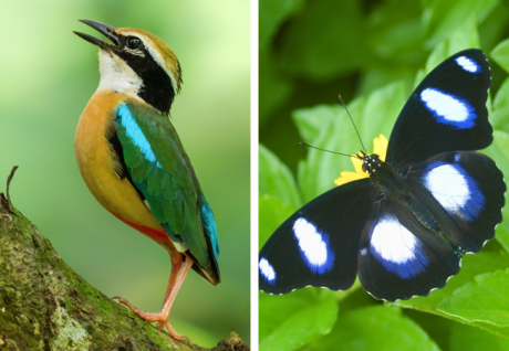 Birds Of Delhi