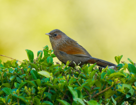 Birds Of Pangot