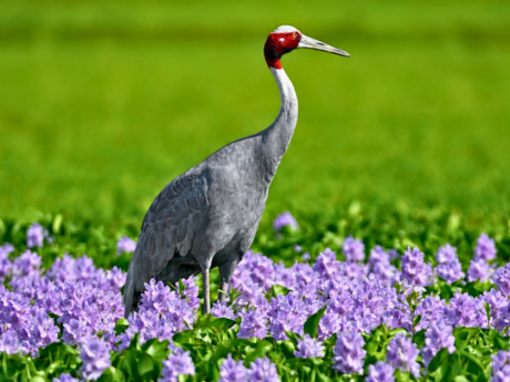 Book Dhanauri Bird Walk