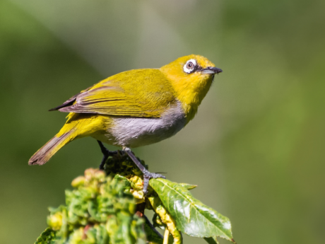 Book Gir Bird Walk