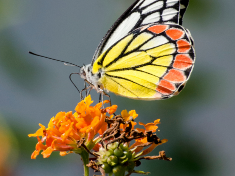 Gir Nature Walk Booking