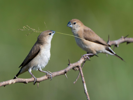 Join Gir Wildlife Walk