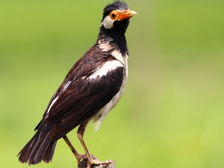 Kolkata Nature Walks