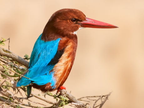 Nature Walks in Ahmedabad