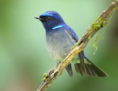 Nature and Birding Walks Pangot