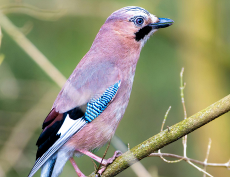 Pangot Birding Experience
