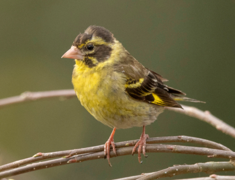 Birding in Pangot
