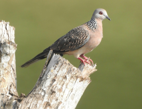 Pangot Wildlife Walks