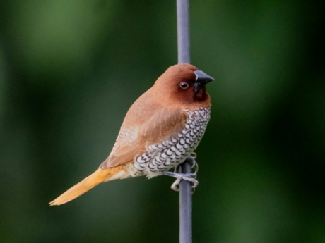 Wildlife Walks Gujarat