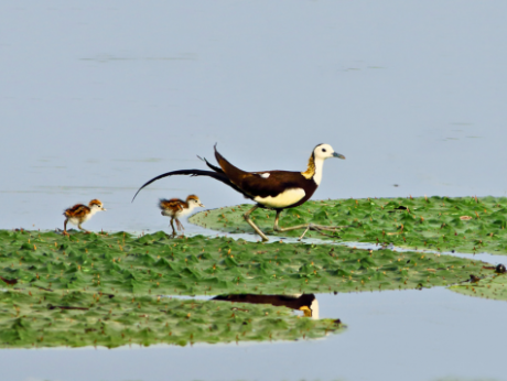 Pheasant-tailed Jacana