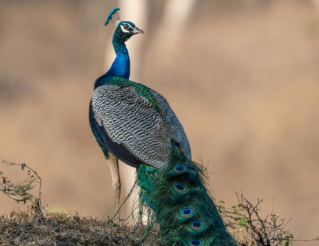 Pune Nature Walks