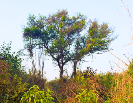 Tughlaqabad Biodiversity Park