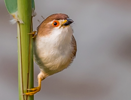 Tughlaqabad Birding Walk