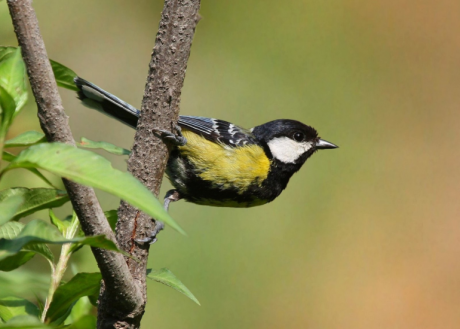 birds-of-pangot