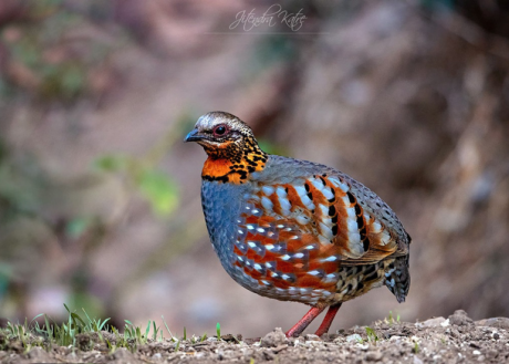 birds-of-pangot