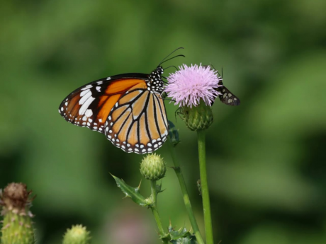 Butterfly Walk Delhi