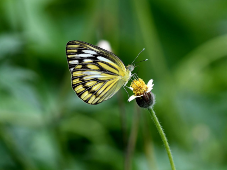 Delhi Ecology Walk