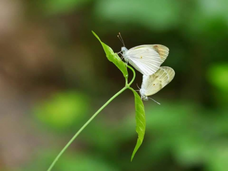 Delhi Nature Trail