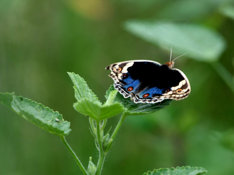 Delhi Nature Walk