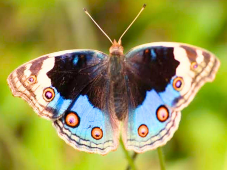 Ecology Walk Delhi