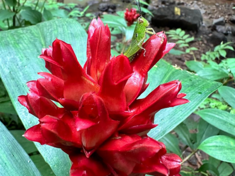 Guided Nature Walk Mumbai