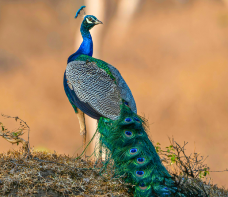 Indian peafowl 