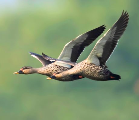 Indian spot-billed duck 