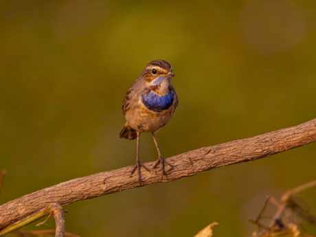 Lucknow Bird Walk